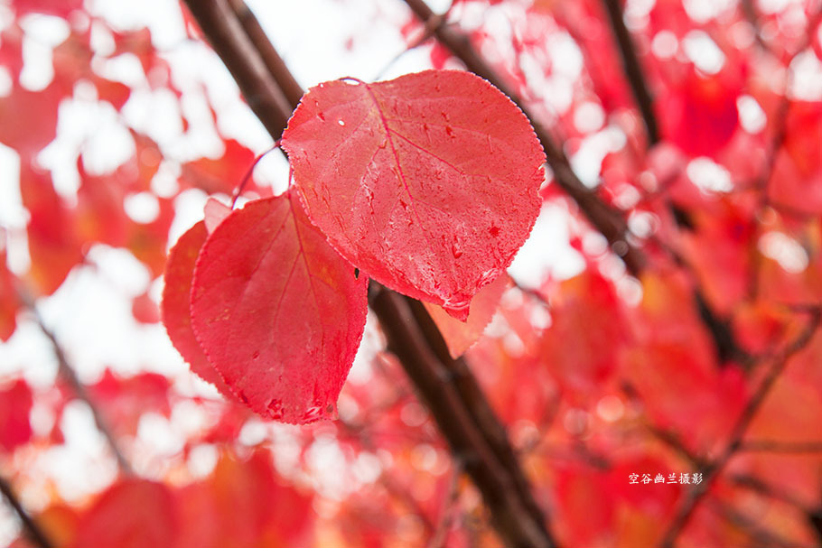 豪门国际pg电子