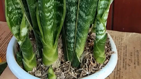 甘肃:甘肃宁县:扶志扶出好光景_豪门国际官网(图2) 豪门国际pg电子