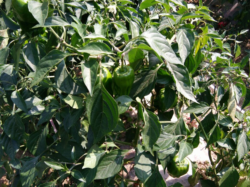 豪门国际官网|冰雪冬令营 再续两岸情(图1) 豪门国际pg电子